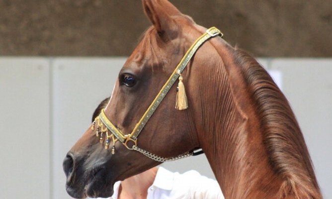 Блогер выяснил количество «лошадиных сил» у лошади